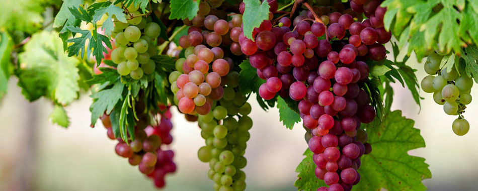 fruitful-grapevine