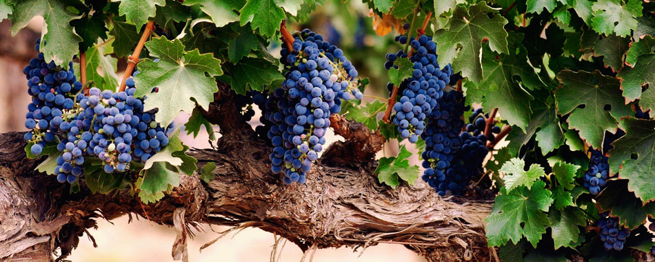 grapes-on-thick-vine